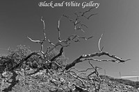 Black and White
